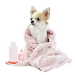Pet Grooming Made Easy